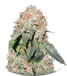 Jack Herer Auto fem (Trikoma Seeds)