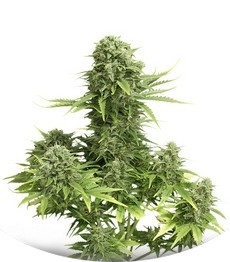 StarRyder Auto fem (Dutch Passion)