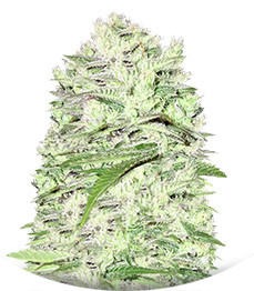 Thunderstruck fem (Sumo Seeds)