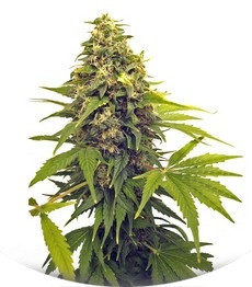 Point of No Return regular (Mandala Seeds)