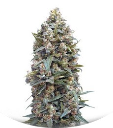 00 Kush fem (00 Seeds)
