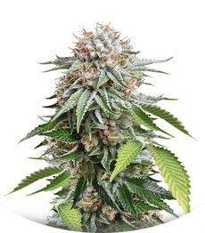 Mango Sapphire fem (Humboldt Seeds)