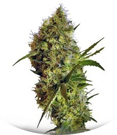 Big Devil Auto fem (Sweet Seeds)