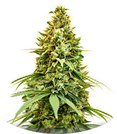 Amnesia Haze fem (Amsterdam Seeds)