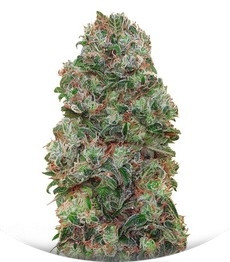 Bubble Gum fem (00 Seeds)