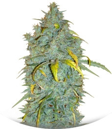 ICE fem (Female Seeds)