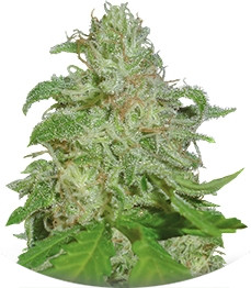Sweet Black Angel fem (Samsara Seeds)