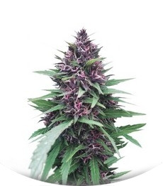 Shaman fem (Dutch Passion)