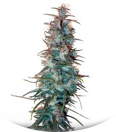 Dr. Grinspoon fem (Barney's Farm)