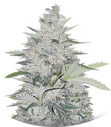 Impala 64 Haze Auto fem (Sumo Seeds)