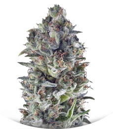 Northern Lights Auto fem (Trikoma Seeds)