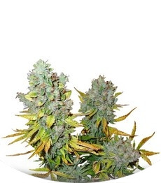 Cream Caramel Auto fem (Sweet Seeds)