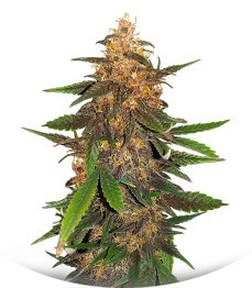 Blackberry Moonrocks Auto fem (AlphaFem Seeds)