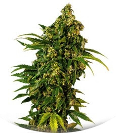 Auto MASS fem (Grass-O-Matic)