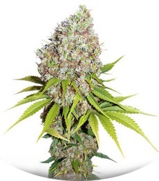 Ice fem (Nirvana Seeds)