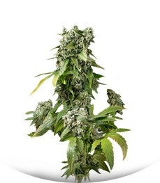 Blue Cheese Autoflowering fem (Dinafem Seeds)