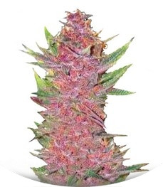 Auto Purple Glam Kush fem (Bulk Seed Bank)