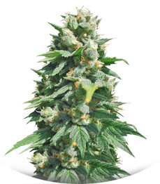 Santa Maria Auto fem (Sumo Seeds)