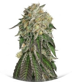 Amherst Sour Diesel fem (Humboldt Seeds)