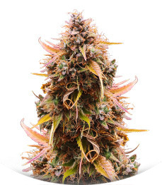 Mandarin Thuggee Auto fem (AlphaFem Seeds)