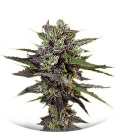 Auto Blueberry fem (Dutch Passion)