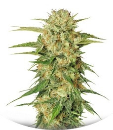 Motavation fem (Serious Seeds)