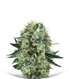 Bubble Kush fem (RQS)