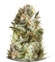 Jack Herer fem (Trikoma Seeds)