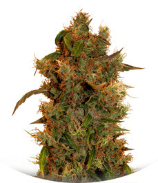 8 Ball Kush fem (Barney's Farm)