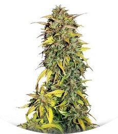 Black Jack Auto fem (Sweet Seeds)