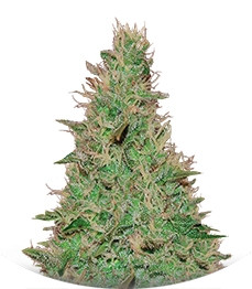 El Alquimista Auto fem (Samsara Seeds)