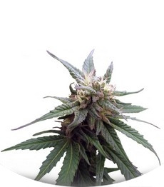Fruitylicious fem (Mandala Seeds)