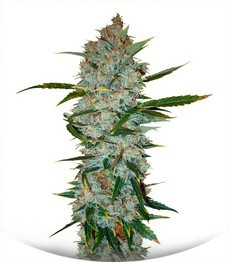 Kali Мist fem (Serious Seeds)