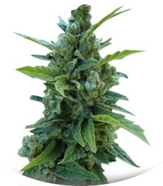 Automaria II fem (Paradise Seeds)