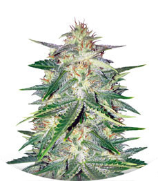 Lemon AK Auto fem (FastBuds)