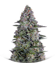 White Widow fem (Dinafem Seeds)