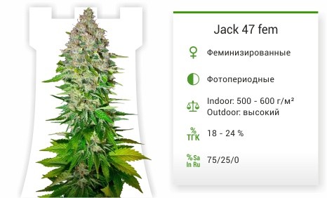 Jack 47 от Sweet Seeds