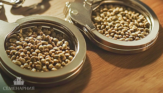 Законность хранения семян конопли