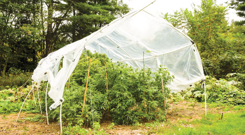 Непогода при выращивании конопли