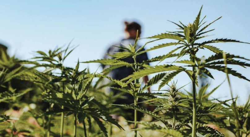 Цветение в открытом грунте