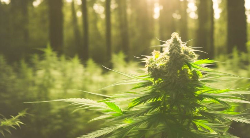 Секретные методы выращивания в лесу